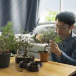 An Asian man sat in his living room, on the floor in between his grey sofa and wooden coffee table. behind the sofa is a big window, showing a blue sky. The man wears a pair of round, metal frame glasses and a slate blue denim shirt. On the coffee table has five bonsai plants of varying sizes. The man is pruning on of them.