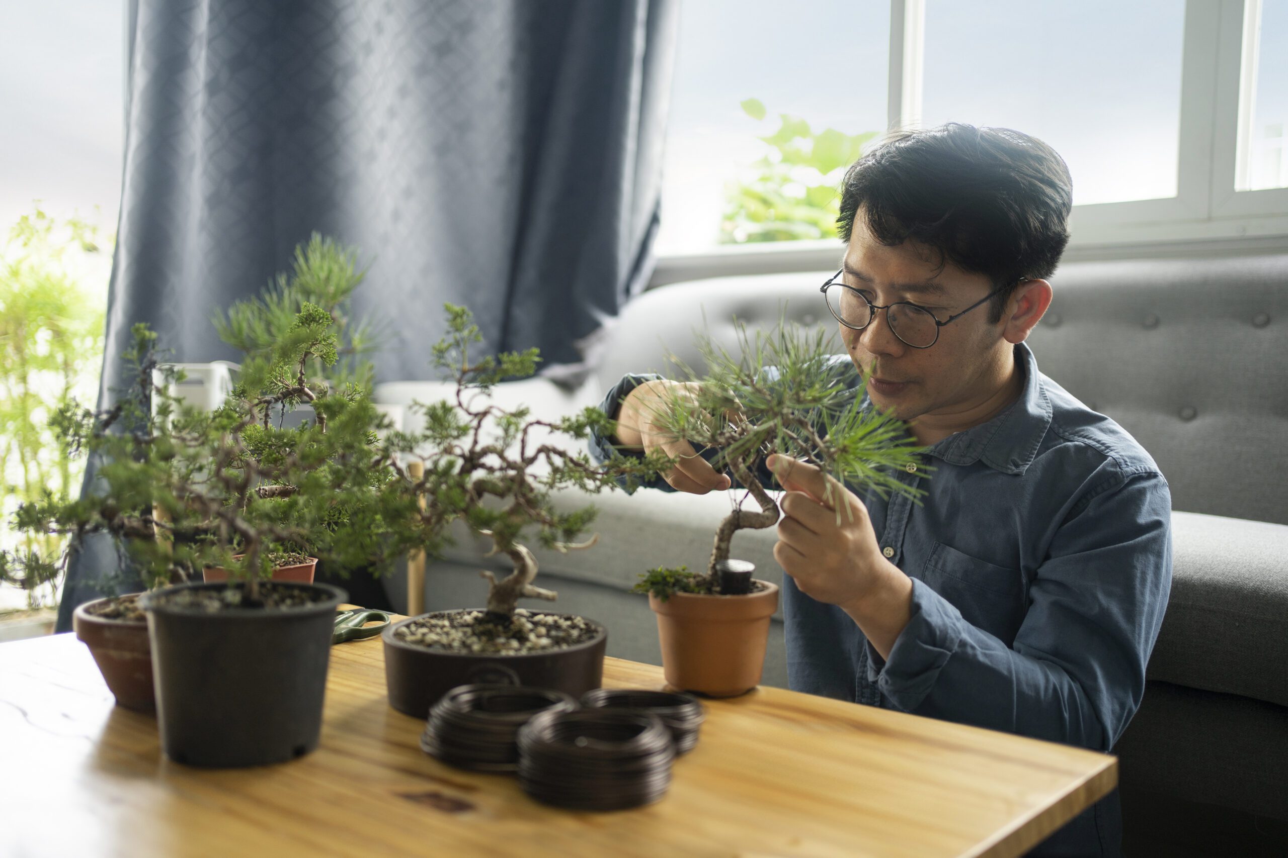 An Asian man sat in his living room, on the floor in between his grey sofa and wooden coffee table. behind the sofa is a big window, showing a blue sky. The man wears a pair of round, metal frame glasses and a slate blue denim shirt. On the coffee table has five bonsai plants of varying sizes. The man is pruning on of them. Artificial Light and Eye Health.